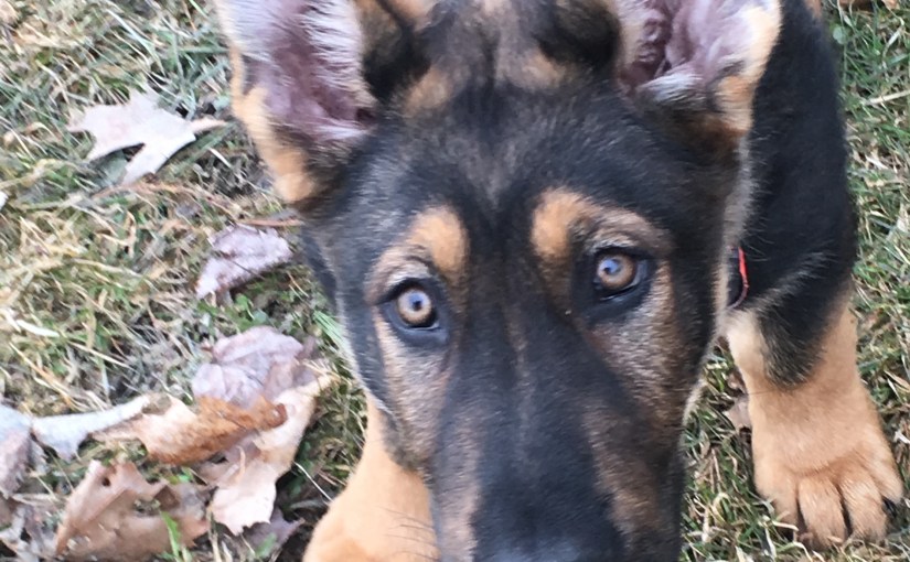 Why I don’t knee a dog in the chest, yank the leash or otherwise be a “jerk”.