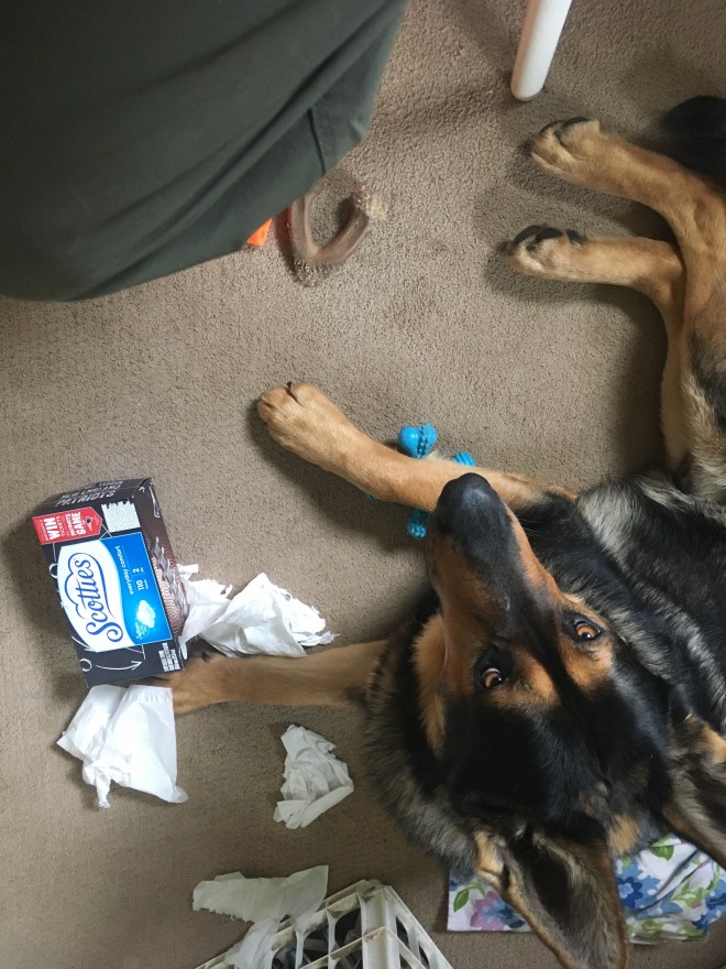 german shepherd laying in a pile of shredded tissues