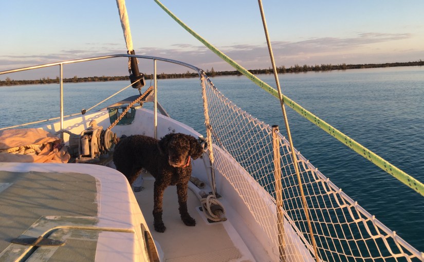 Whose fault is it? (dogs need&nbsp;space)