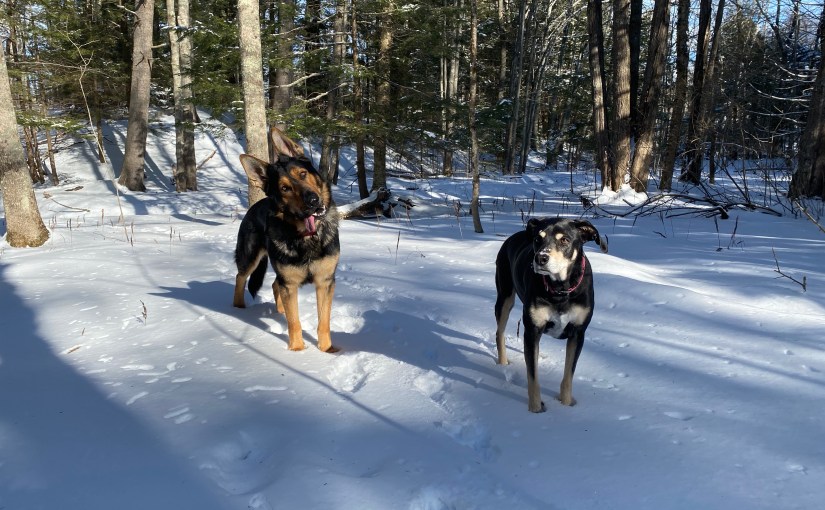 Dogs Learning. No&nbsp;rush.