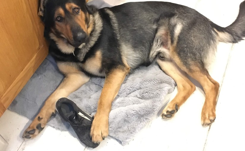 Why I avoid saying “leave it!” (part&nbsp;one)