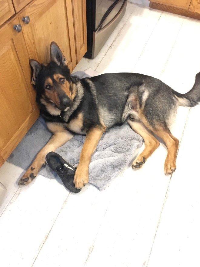 German shepherd dog with shoe