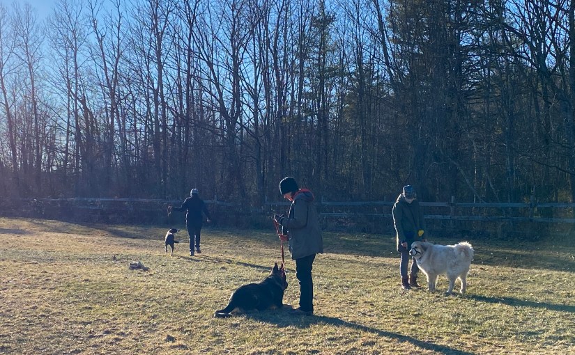 three women and their dogs in a field at sunset