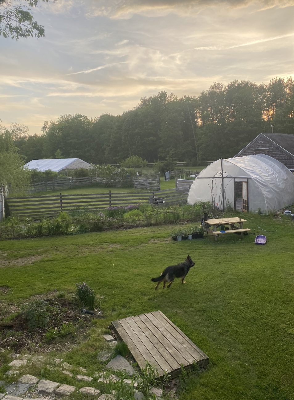 Whole Dog Camp in Freeport, Maine