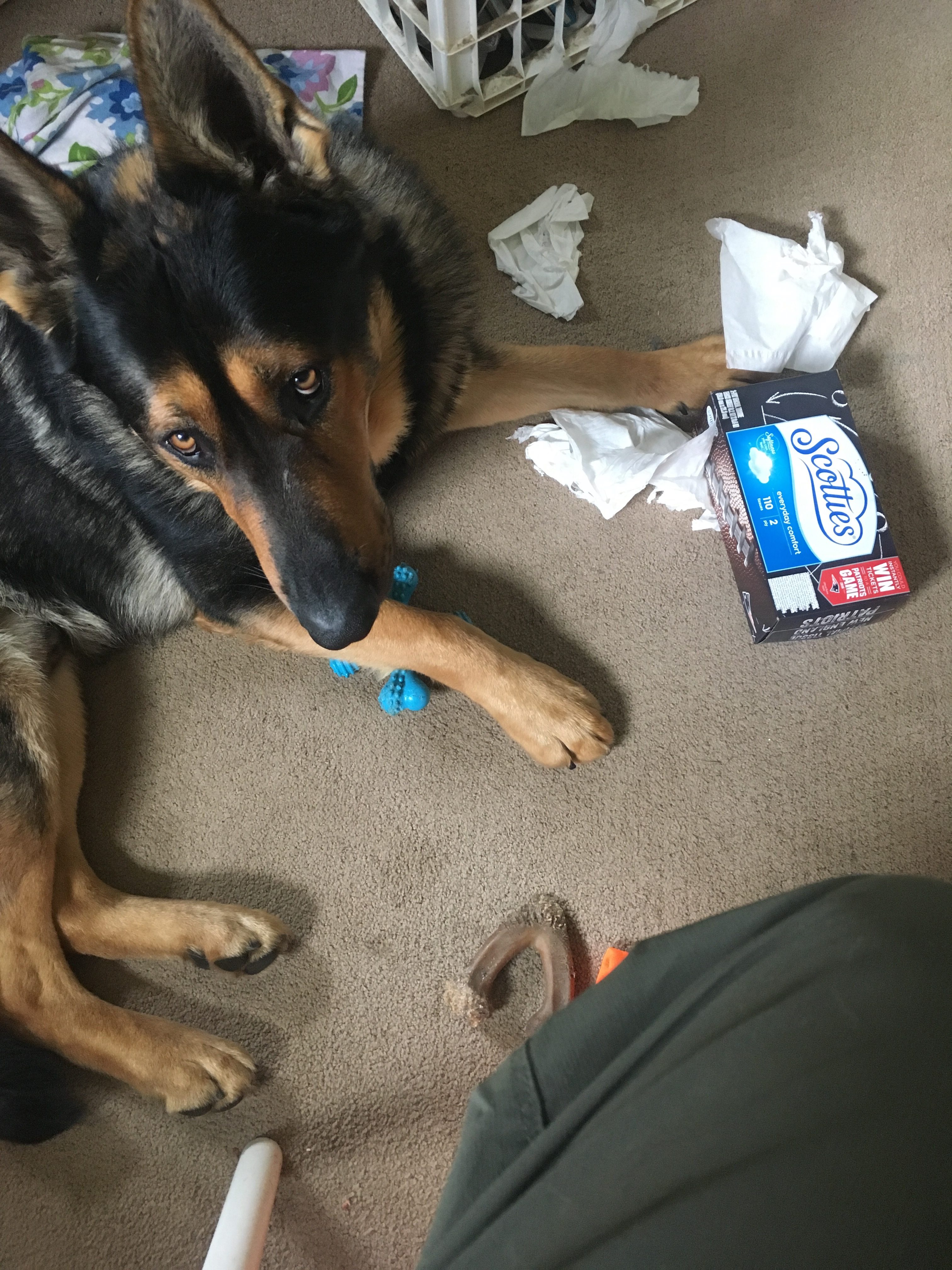 german shepherd laying in a pile of shredded tissues