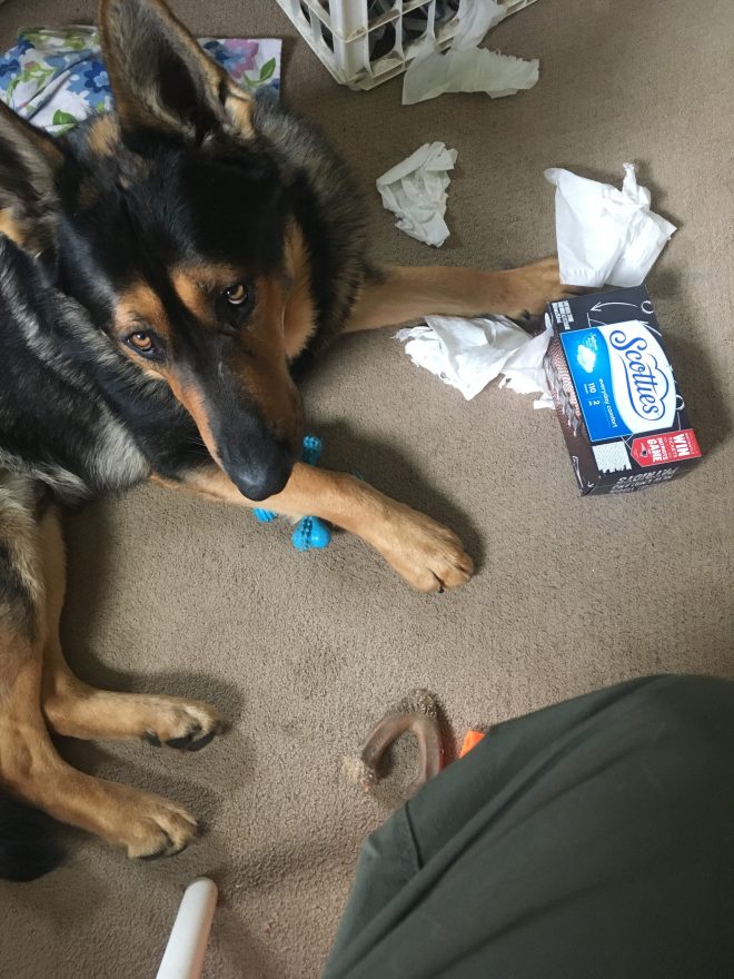 german shepherd laying in a pile of shredded tissues
